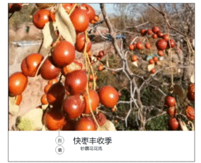 朝阳中药材 玉米须的药用价值及收购信息