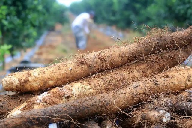 巨型野山药现世引热议 自然馈赠与中草药市场的碰撞