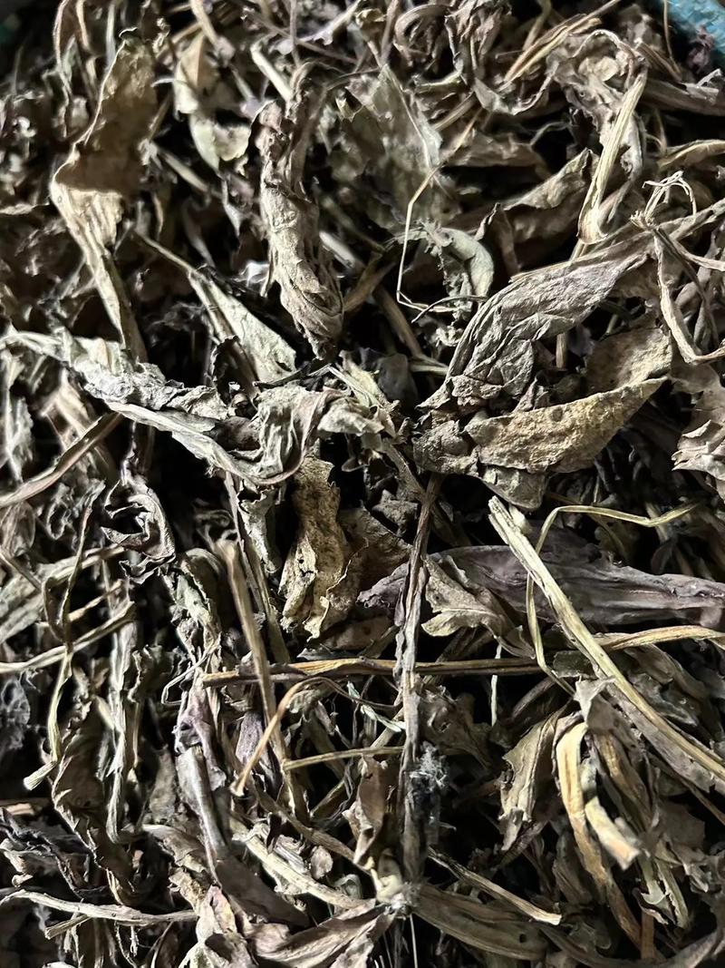 全国大量收购大青叶等中草药，欢迎合作，共创双赢