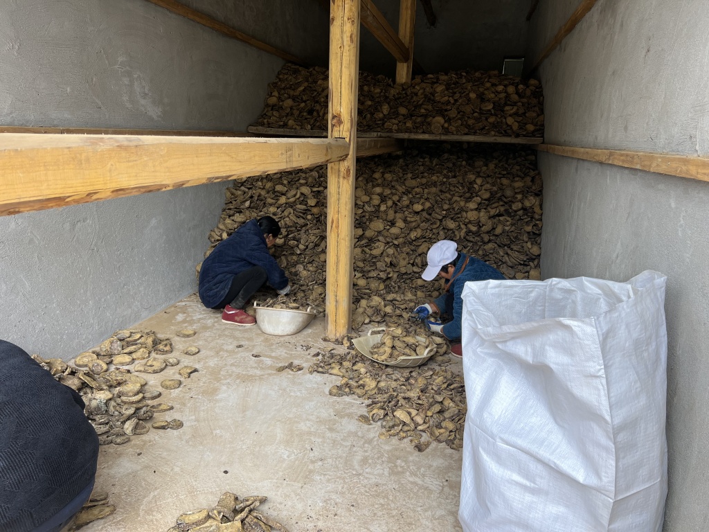 鹤峰 中草药收购激活产业，让药材变“药财”