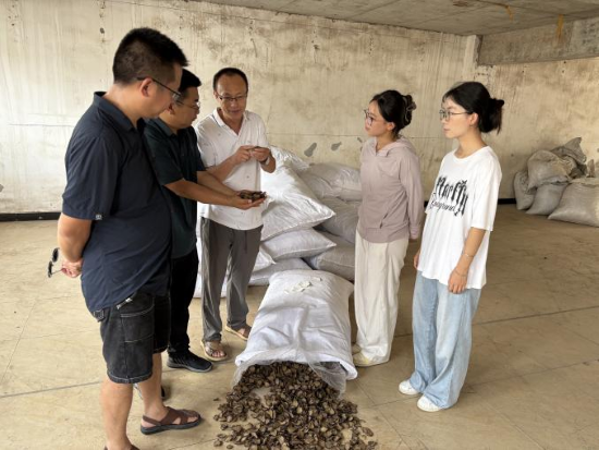 绵阳师院学子再赴江油 深耕附子产业调研，续写乡村振兴助农篇章