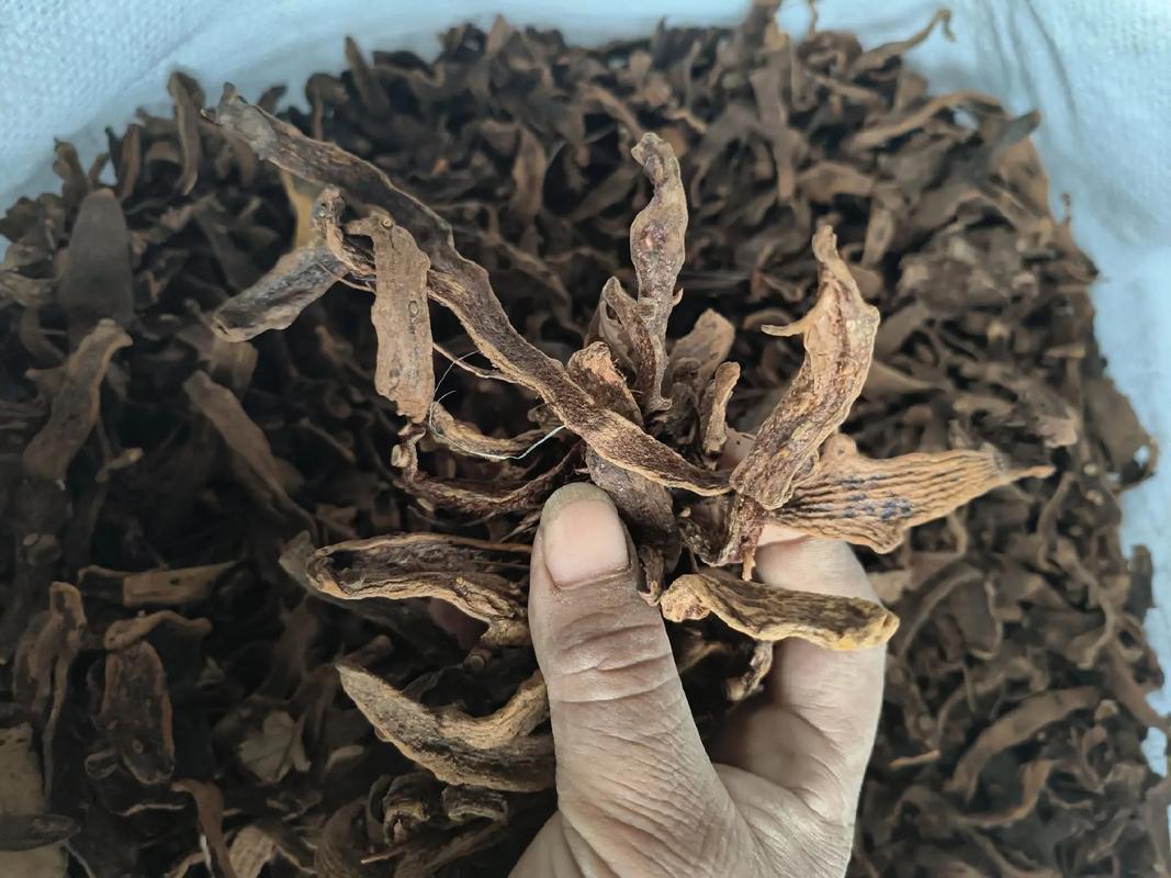 百部与骨碎补 探索野生药材的采购之道与原产地价值