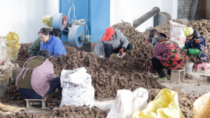 平均亩产6000斤！玄参种出增收新路子，中草药收购点燃乡村振兴新引擎