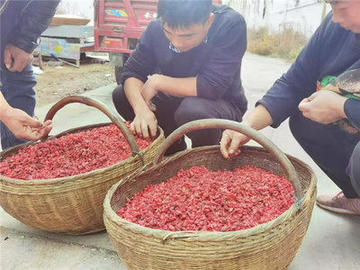 南召县三千余户药农系上产业增收“保险带” 中草药收购新模式助力乡村振兴