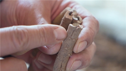 严把质量关，铸就品牌魂——仲景宛西制药牡丹皮生产基地收购进行时